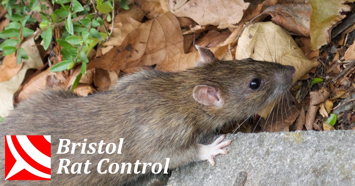 Bristol Pest Control