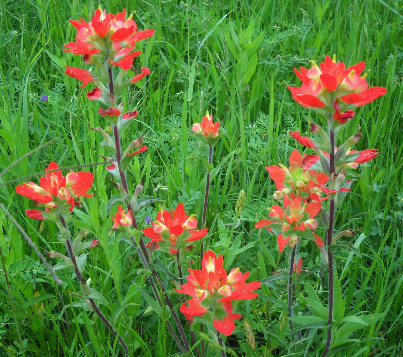 White Rock Lake, Dallas, Texas: April 2012