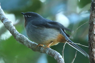 Rufous-throated Solitaire