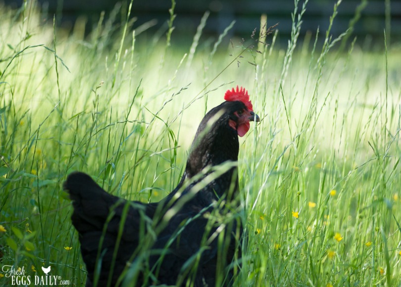 Chickens are Omnivores, not Vegetarians Fresh Eggs Daily® with Lisa