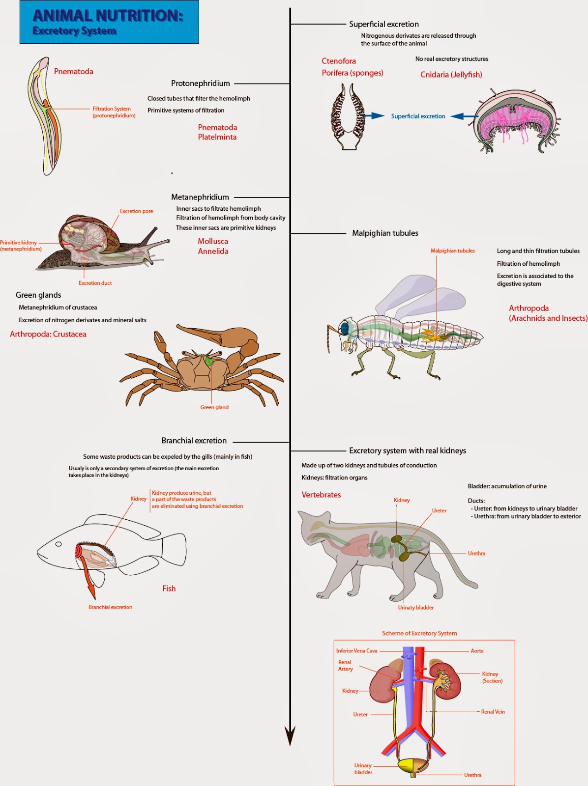 el moderno prometeo: Comparative Anatomy: Nutrition (2)