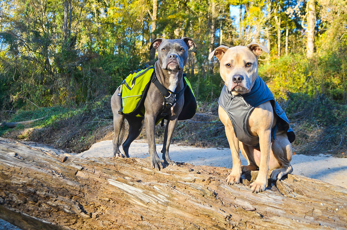 Dog Travel Accessories for Summer 2016 Australian Dog Lover