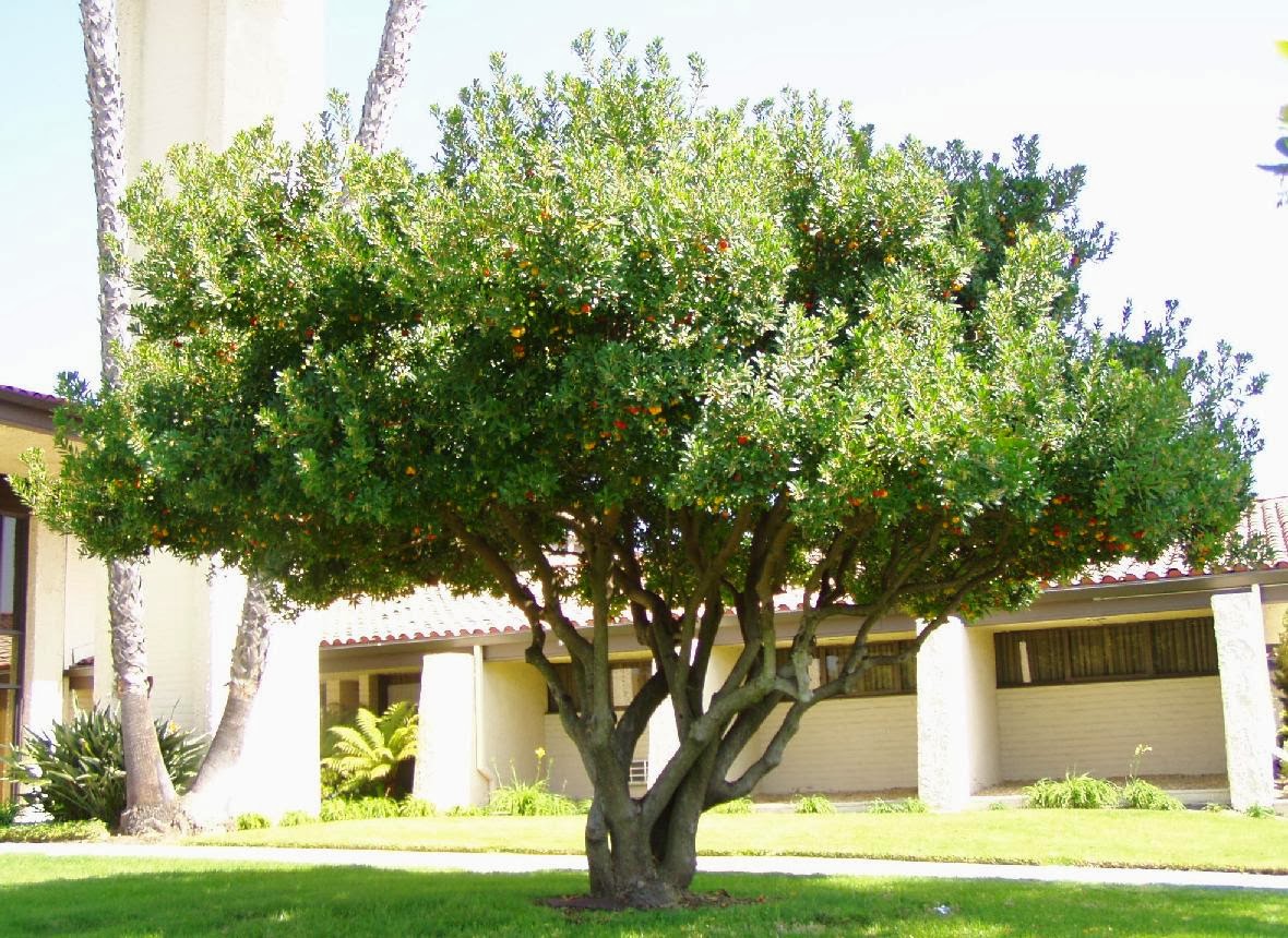 Какие деревья в греции. Какие деревья в греции. Бугенвиллия турция. Какие деревья в греции. Цветущая лиана греция.