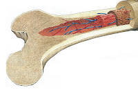 Kemiğin iç yapısını gösteren bir kemik kesiti çizimi