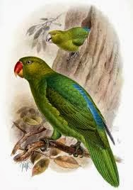 Blue backed parrot