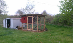 coop chicken ever predator proof simple easy ain