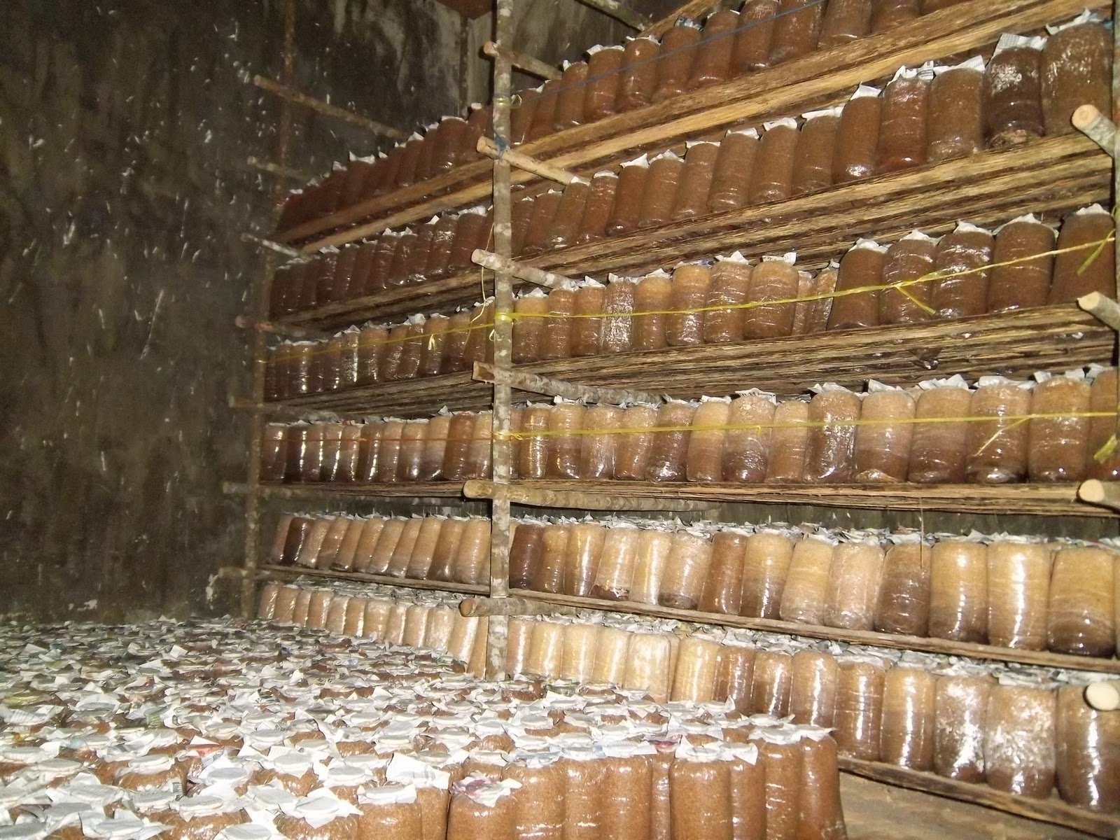 JAMUR TIRAM PEKANBARU Budidaya jamur tiram di pekanbaru bibit jamur