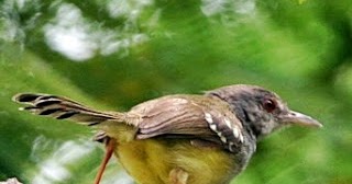 Download Suara Ciblek Prenjak Betina Memanggil Jantan Mp3 Durasi