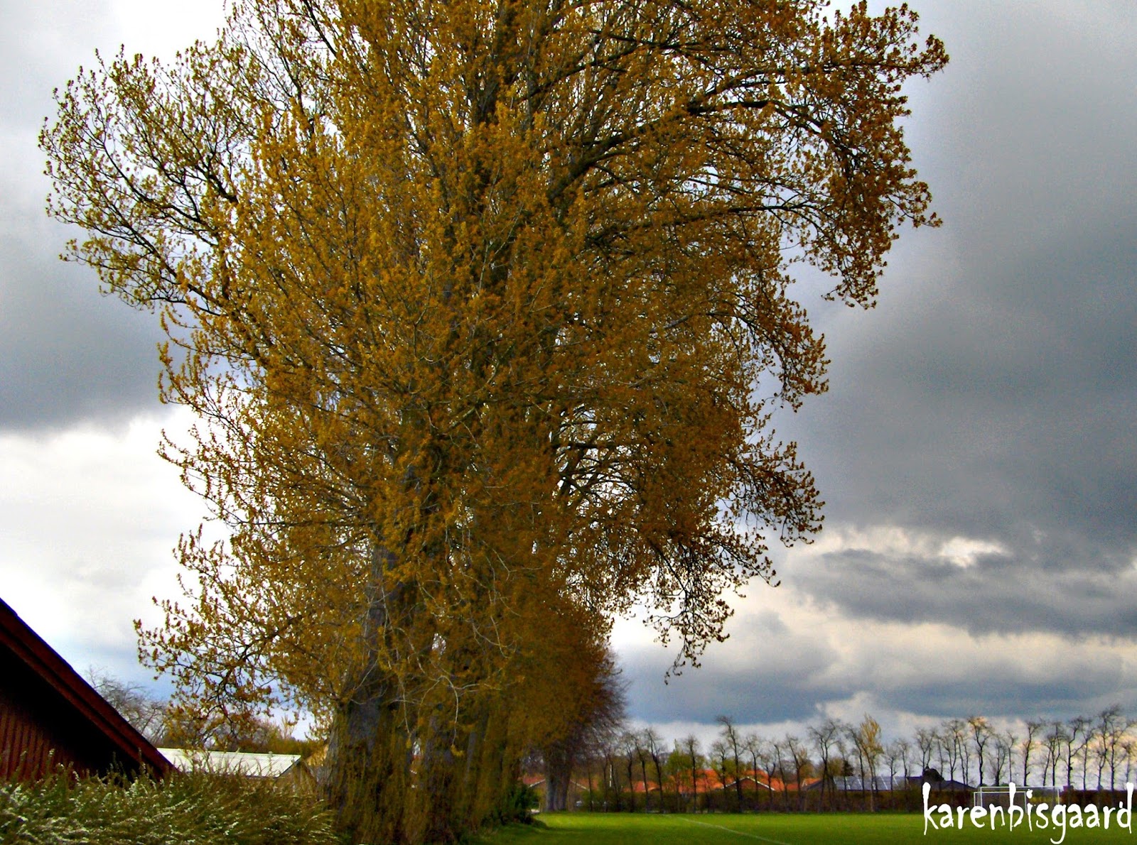 Karen`s Nature Photography Blooming Poplar Trees.