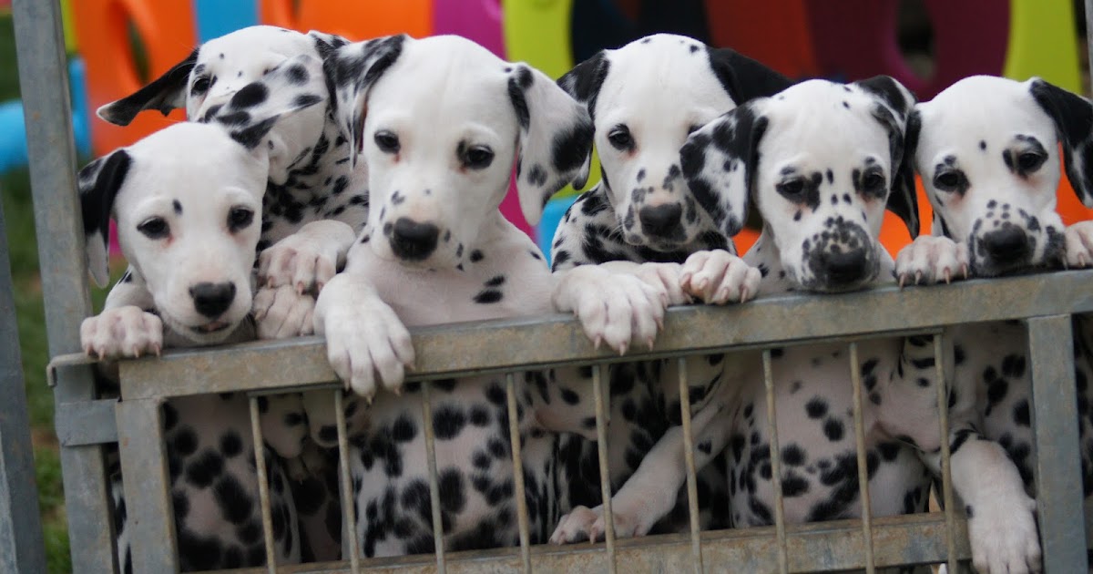 Herzfleck-Dalmatiner.de: Der H-Wurf wird schon 2!