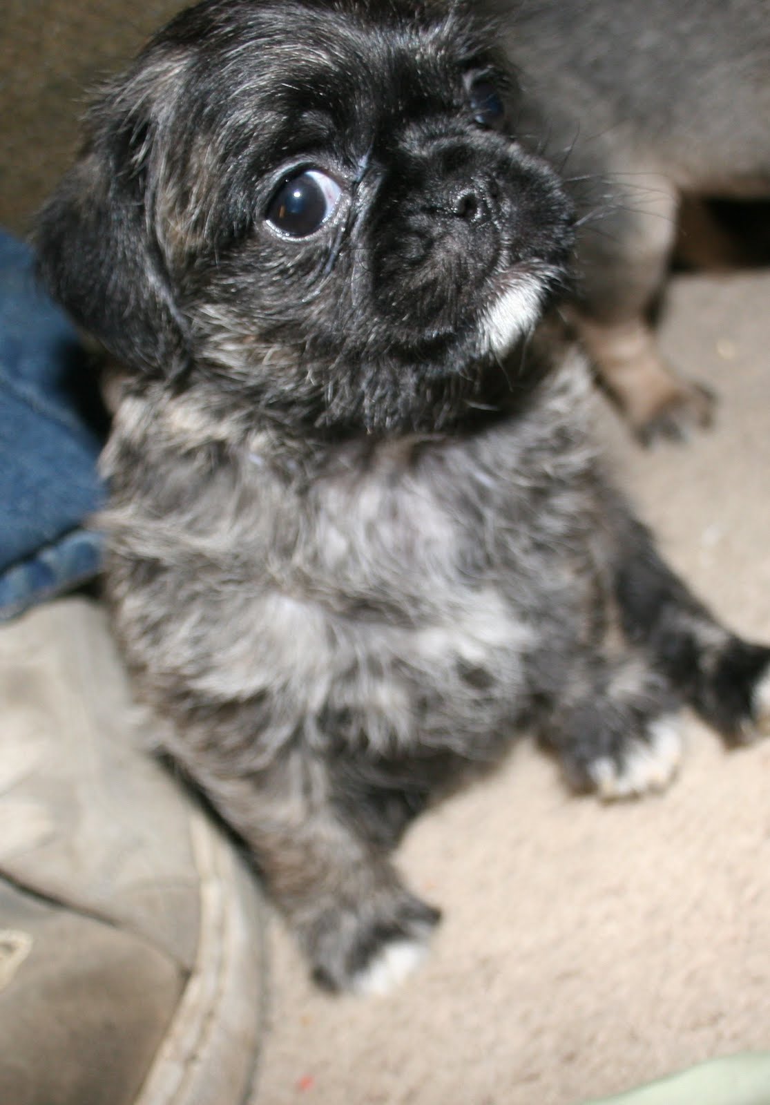 pugapoo poodle mix puppies puppy lady pug schnauzer dog cross dogs french between temperament training 101dogbreeds blogthis discover