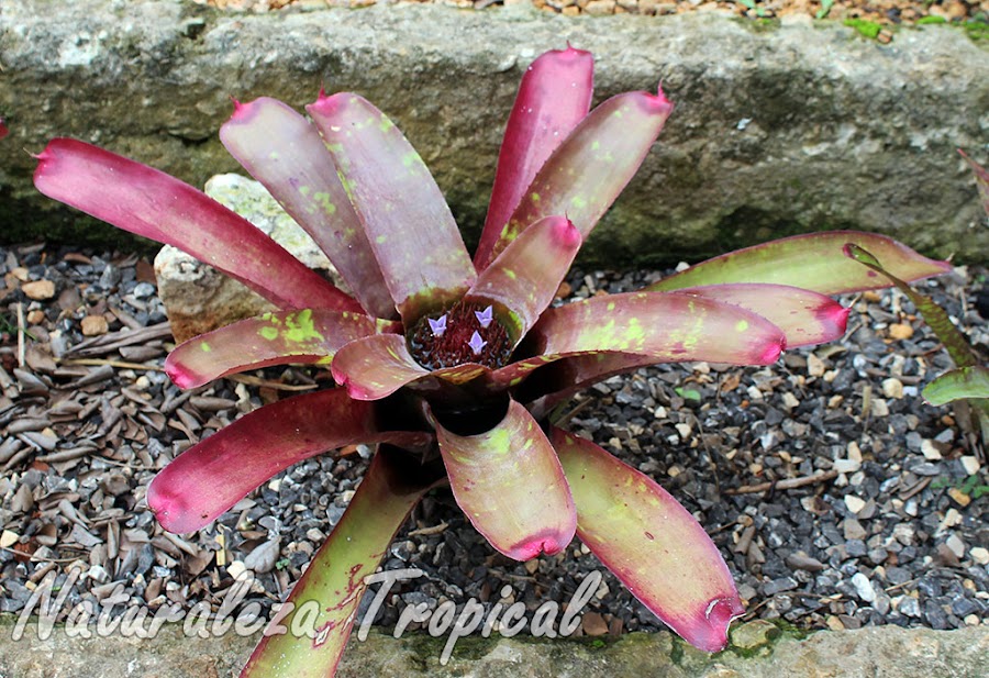 Vista de una roseta de hojas de una planta del género Neoregelia