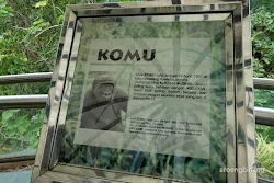 gorilla kebun binatang ragunan jakarta