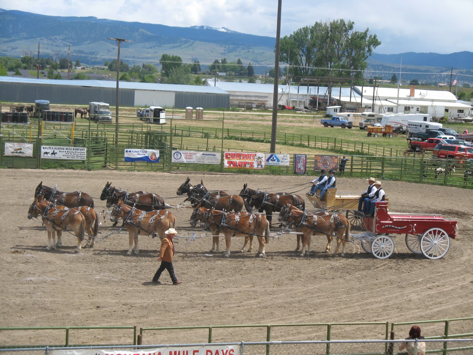 Intermountain Draft Horse and Mule Association Montana mule days