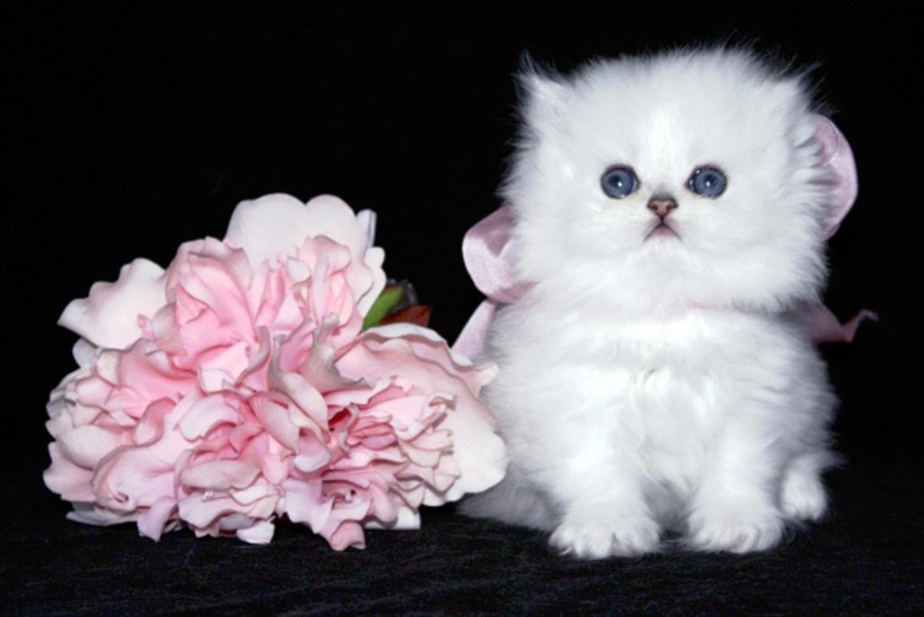 Chinchilla White Persian Cat Computer Screen Saver. PC Desktop Wallpaper.
