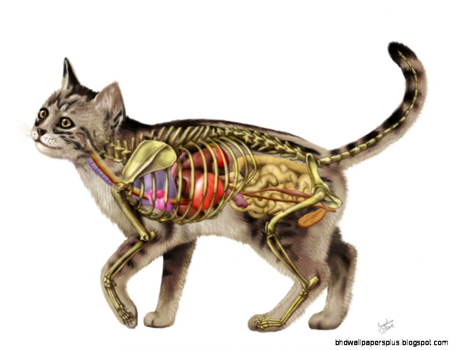 Cat Anatomy V20 by JacquelineRae on DeviantArt