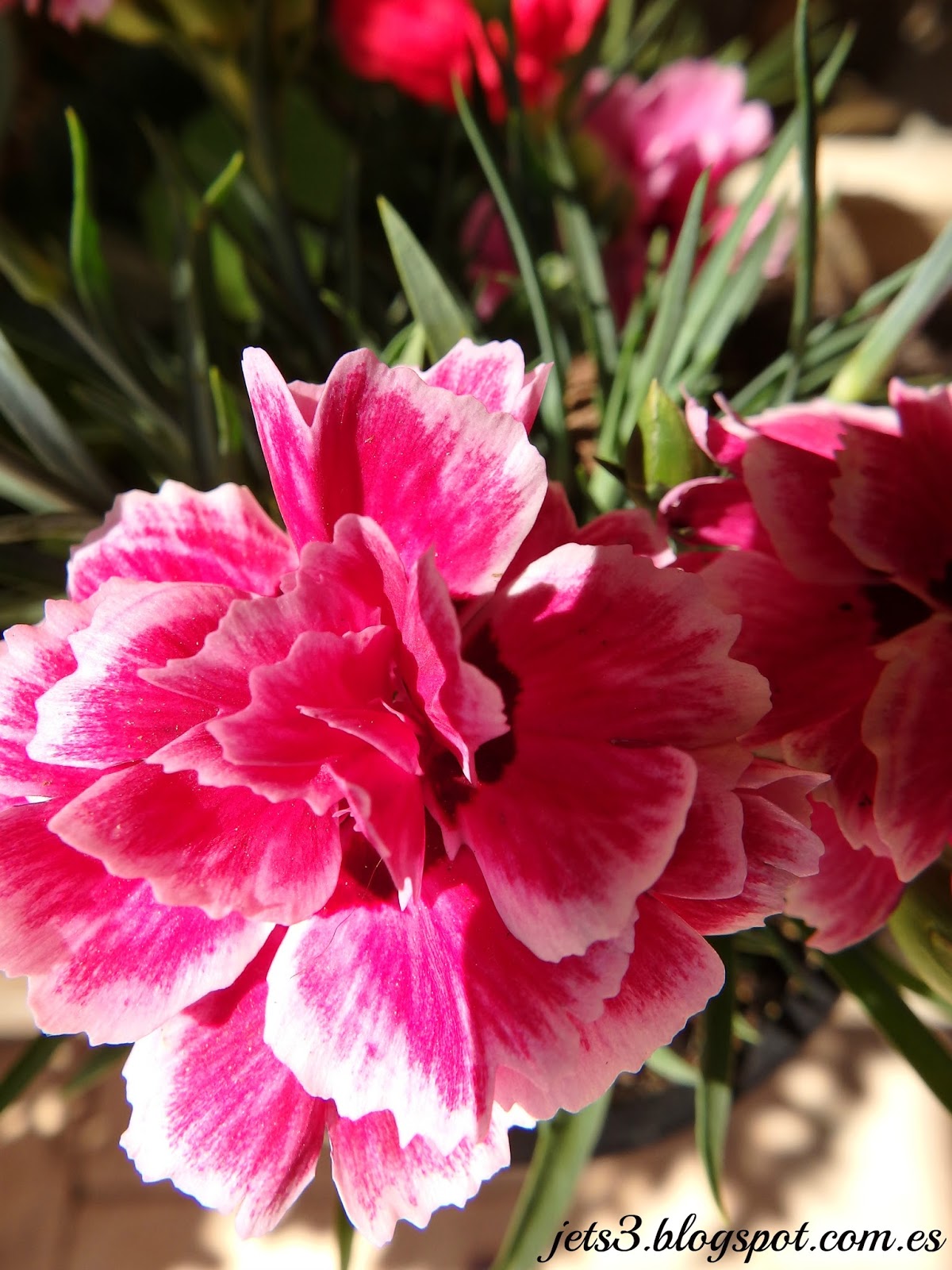 Dianthus caryophyllus (Clavel)