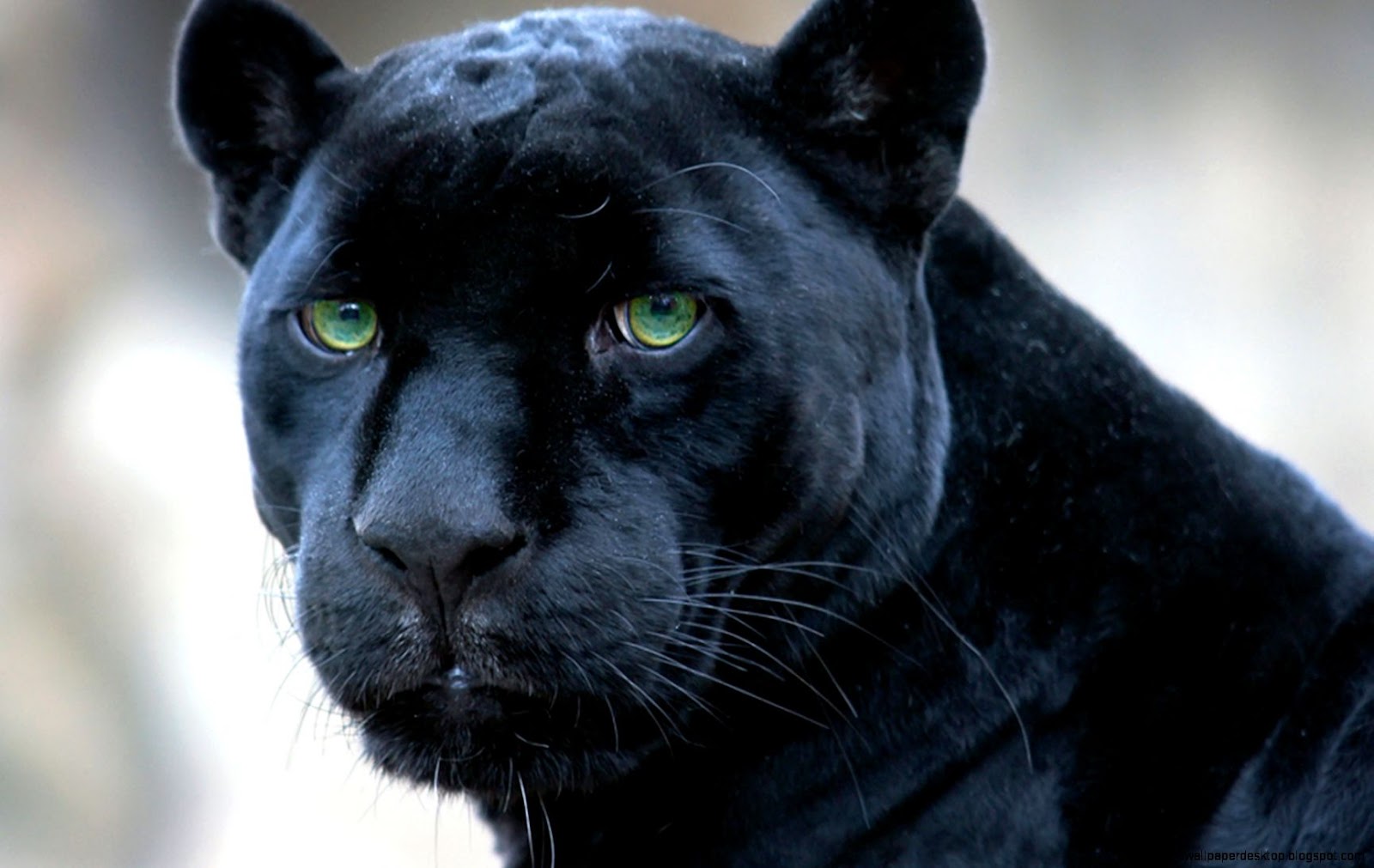 Black Panther Eyes