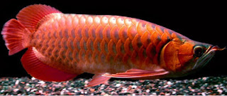 Penyakit pada Ikan Arwana (Sclerophagus formosus)