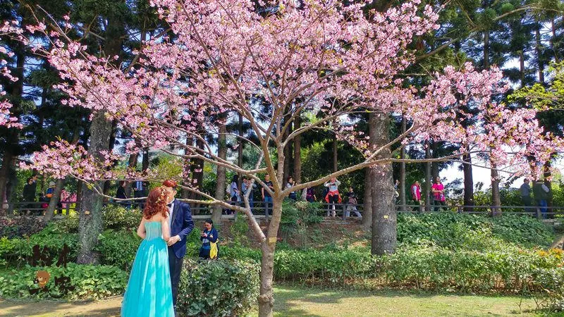 中正紀念堂櫻花花況3月28日拍攝|中正紀念堂賞櫻地圖|原生櫻花區-大漁櫻-山櫻花-重瓣緋寒櫻