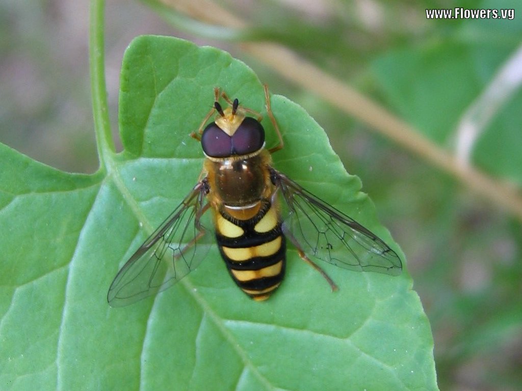Penn State Extension Philadelphia Master Gardeners : Beneficial Insects ...