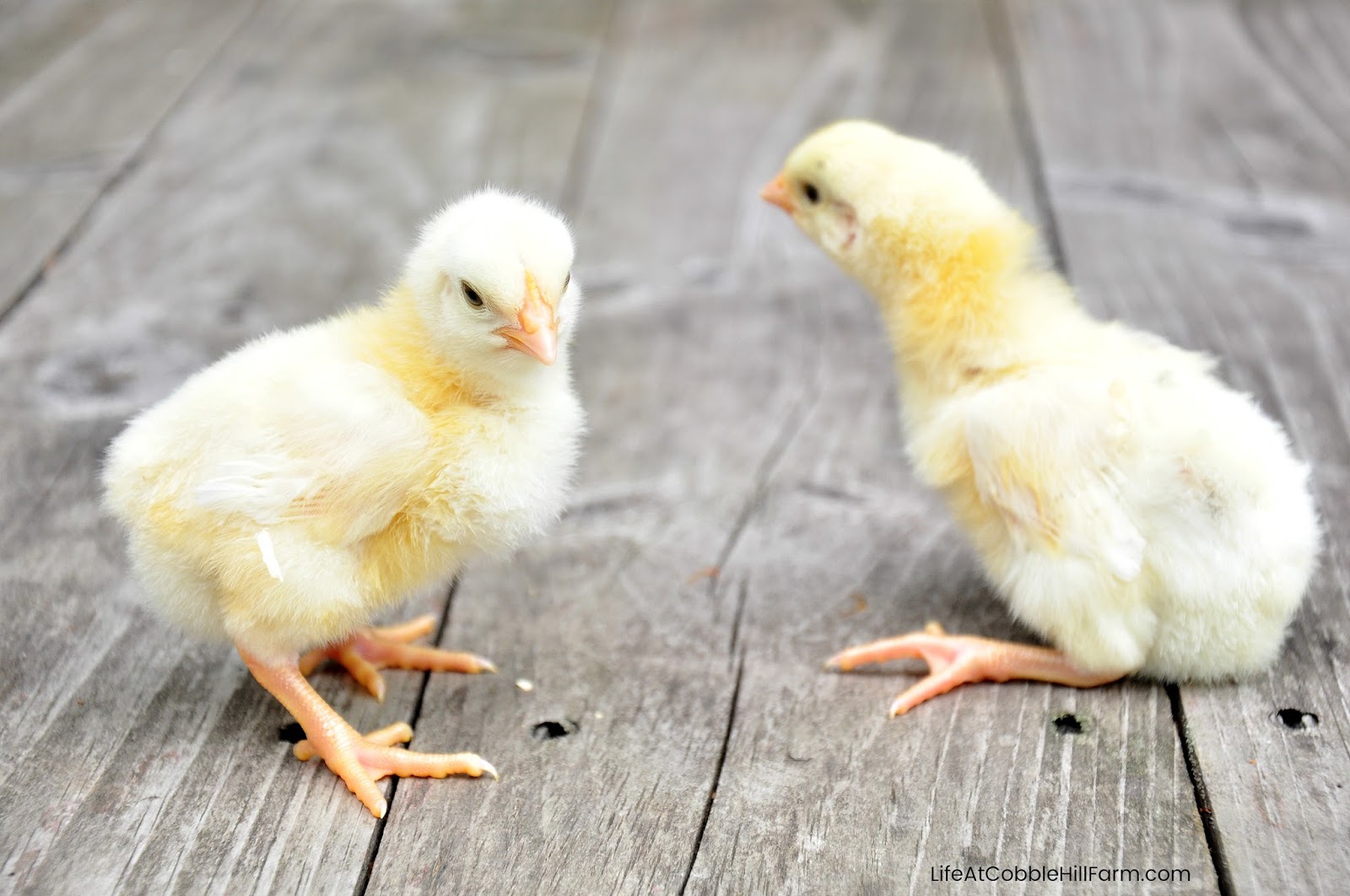 So You Want To Raise Chickens.......Part 2 Bringing Home Chicks Life