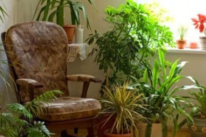 Indoor Plants That Purify The Air In Your Home And Office