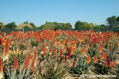 Sunbird Aloes Open Day 2015