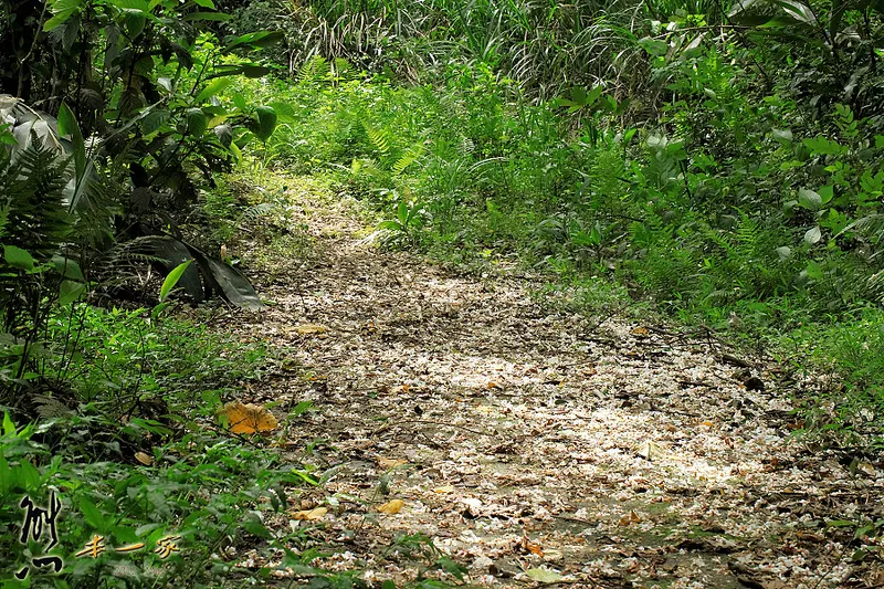 鳥瞰桃園盆地景點|五十份山登山步道