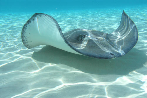 Stingray Animal Wildlife