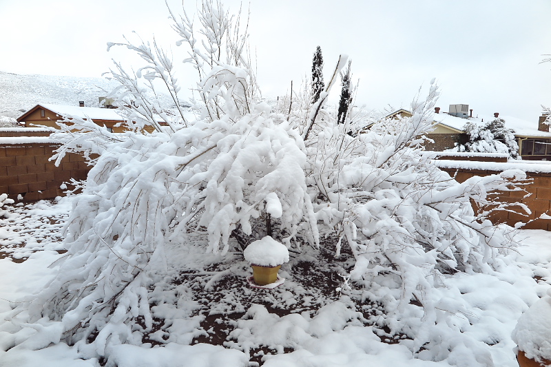 Carla's blog Four Inches of Snow in Alamogordo, New Mexico