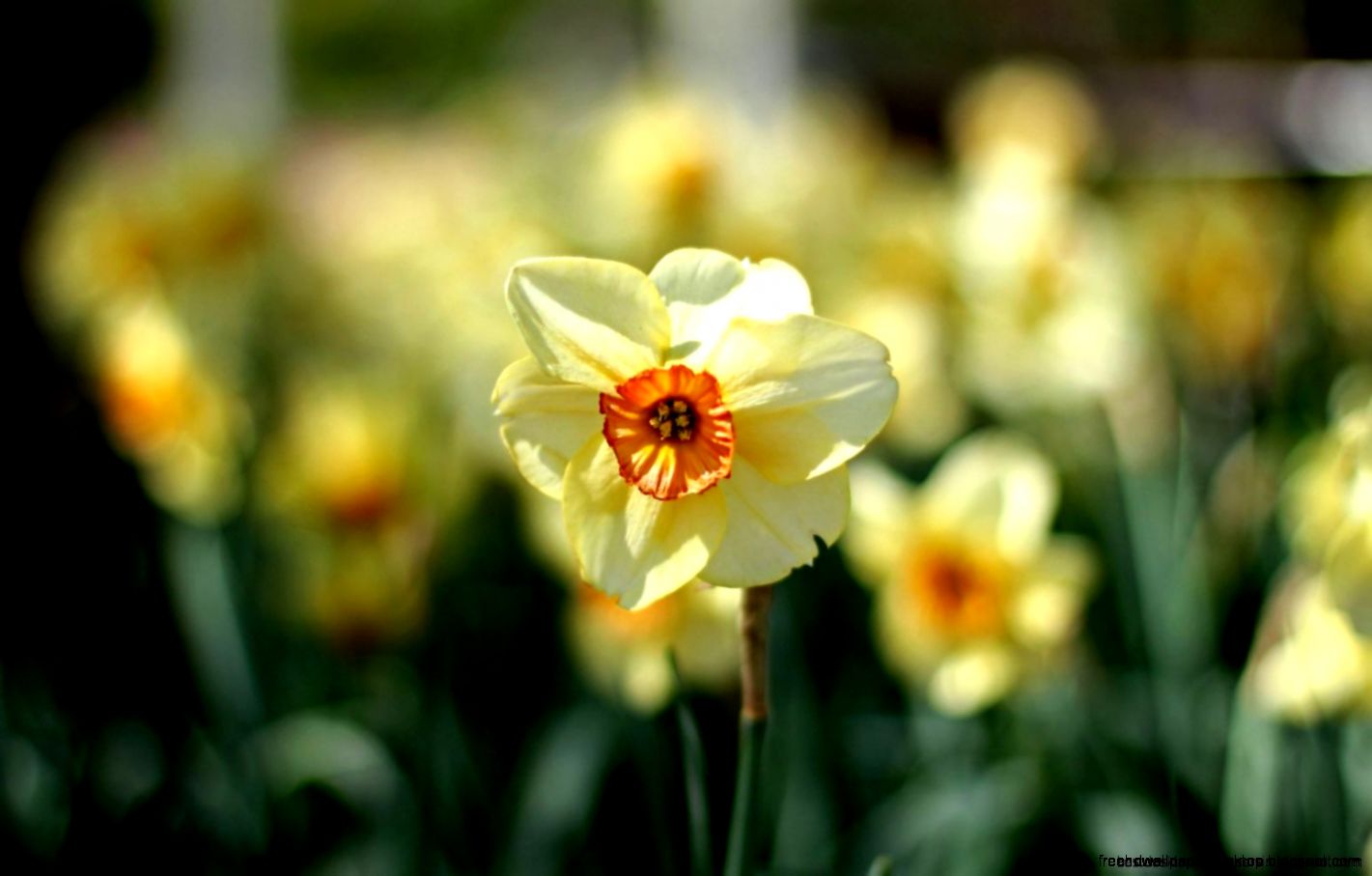 Daffodils Flowers Focus Spring Hd Wallpaper  Best Desktop Wallpapers