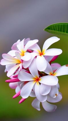 beautiful flowers images