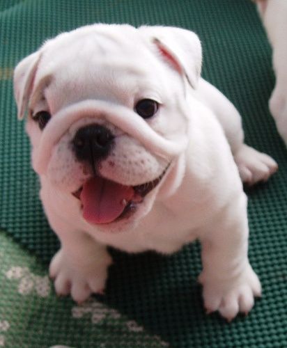 5 Cutest Smiling Puppy Faces you have ever Seen