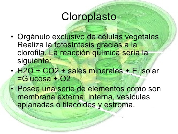 cloroplasto