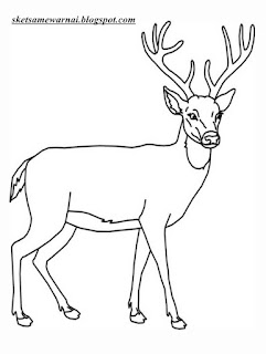 Sketsa Mewarnai Gambar Hewan Rusa - Sketsa Mewarnai