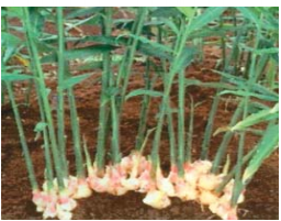 Contoh Tumbuhan Akar Tinggal Cara Golden