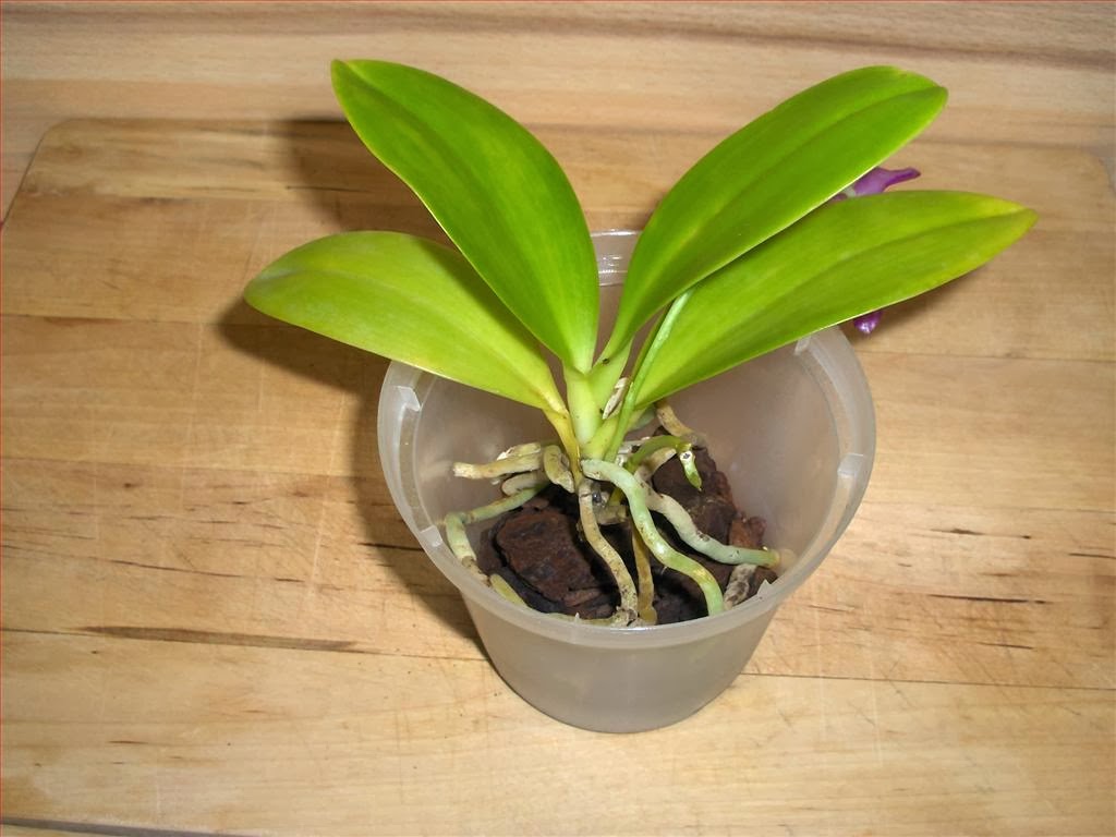 Orchidee in fiore Come rinvasare un'orchidea Phalaenopsis in bark