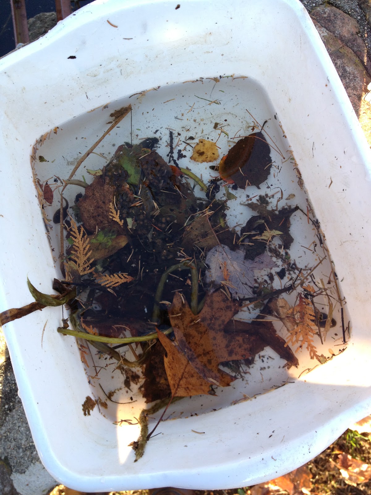 AP Environmental Science: Pond Water Lab