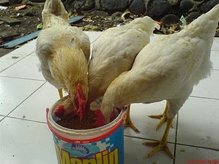 Image result for Nafsu Makan Berkurang Pada Ayam Aduan