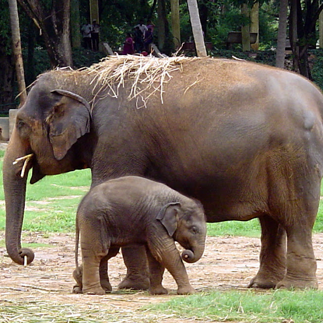 Foto Foto Binatang  Gambar  Gajah 