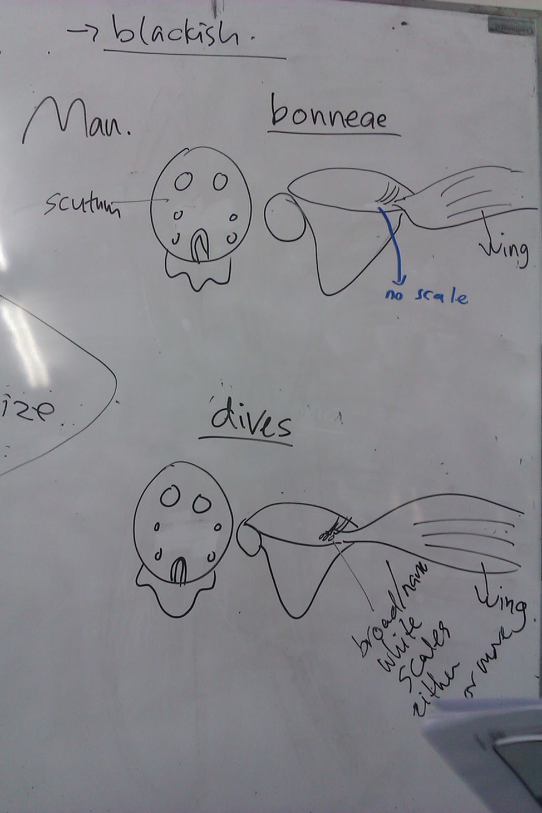 MEDICAL ENTOMOLOGY: Mansonia