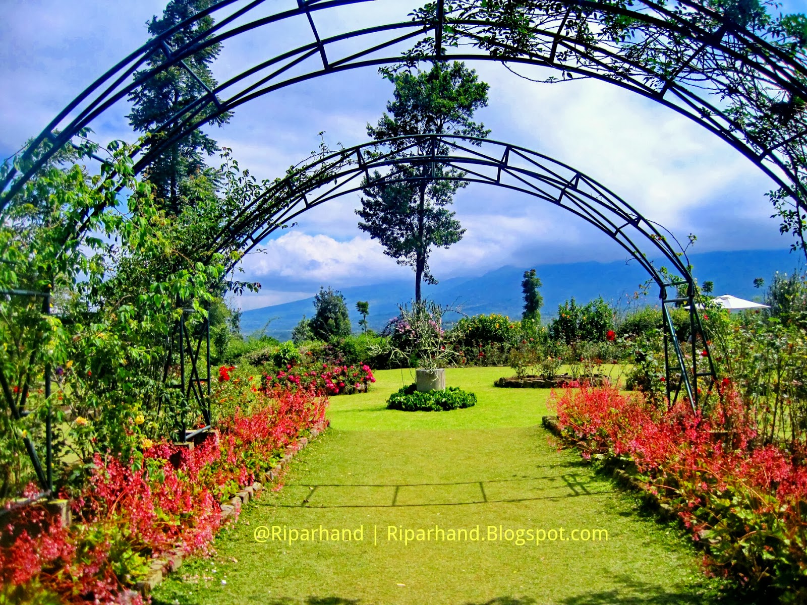 17 Gambar Pemandangan Taman Bunga Kartun Galeri Bunga Hd