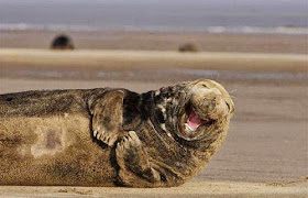 طريف: شاهدوا صور الحيوانات وهي تبتسم بطريقة مضحكة