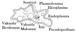 Rhizopoda (Pengertian, Ciri-Ciri, Klasifikasi & Reproduksinya)