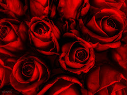 rose roses axl wallpapers desktop backgrounds