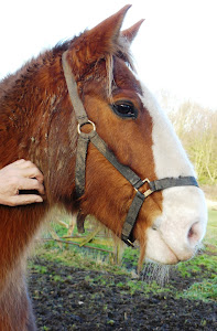 A dear neighbour - Arnold!