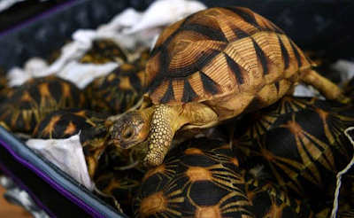 2 Photo: Malaysian customs seizes 330 smuggled Tortoises worth $300k