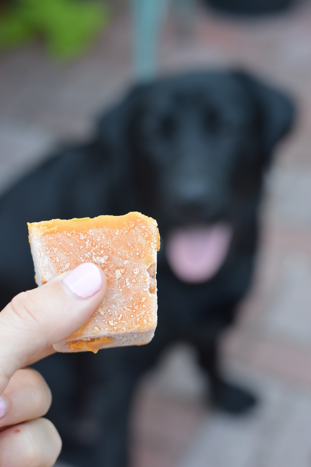 2Ingredient Frozen Pumpkin + Yogurt Dog Treats