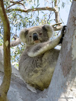 Raymond Island koala